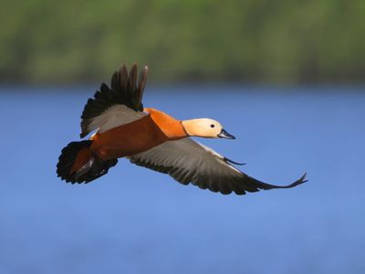 Casarca - Ruddy Shelduck
