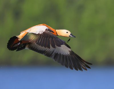 Casarca - Ruddy Shelduck