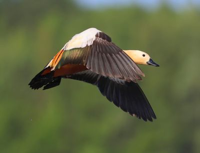 Casarca - Ruddy Shelduck