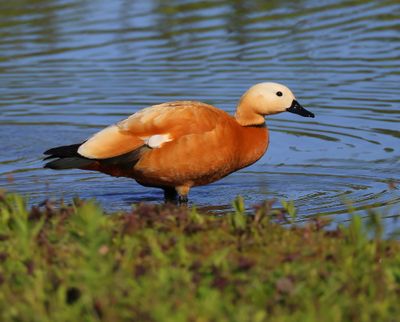 Casarca - Ruddy Shelduck