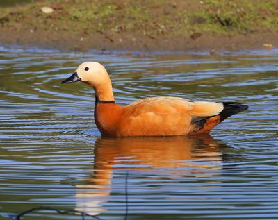 Casarca - Ruddy Shelduck