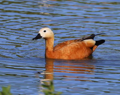 Casarca - Ruddy Shelduck