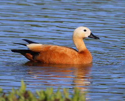Casarca - Ruddy Shelduck