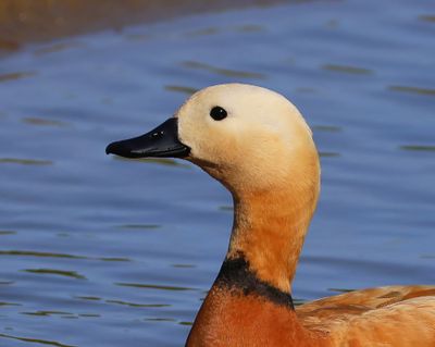 Casarca - Ruddy Shelduck
