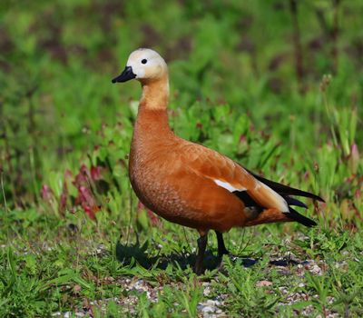 Casarca - Ruddy Shelduck