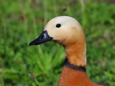 Casarca - Ruddy Shelduck
