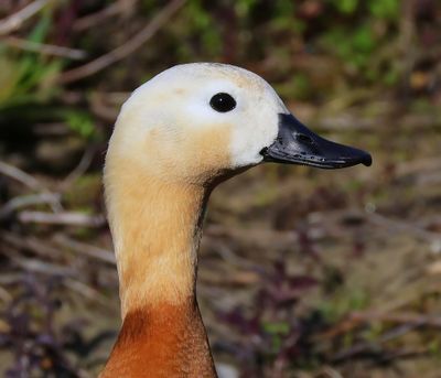 Casarca - Ruddy Shelduck