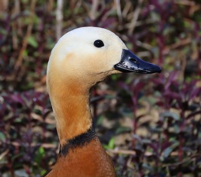Casarca - Ruddy Shelduck
