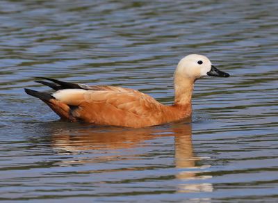 Casarca - Ruddy Shelduck