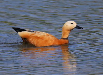 Casarca - Ruddy Shelduck