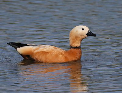 Casarca - Ruddy Shelduck