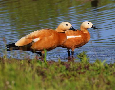 Casarca's - Ruddy Shelducks