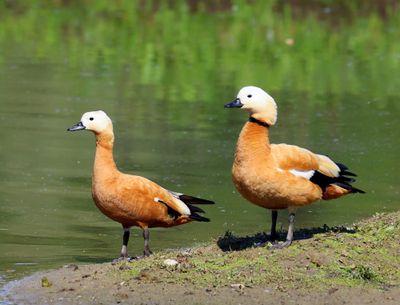 Casarca's - Ruddy Shelducks