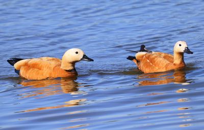 Casarca's - Ruddy Shelducks