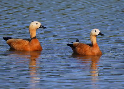 Casarca's - Ruddy Shelducks