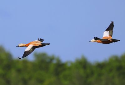 Casarca's - Ruddy Shelducks