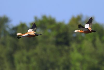 Casarca - Ruddy Shelduck
