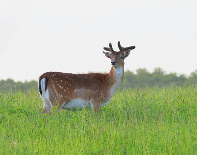 Damhert - Fallow Deer