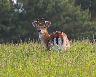 Damhert - Fallow Deer