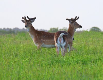 Damherten - Fallow Deer