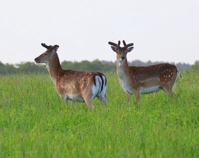 Damherten - Fallow Deer