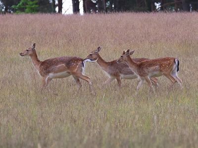 Damherten - Fallow Deer