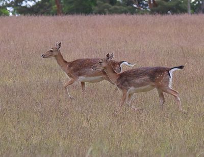 Damherten - Fallow Deer