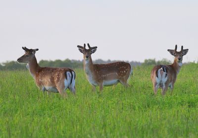 Damherten - Fallow Deer