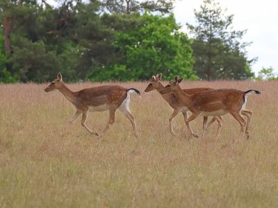 Damherten - Fallow Deerg