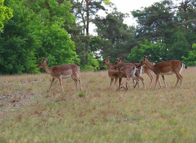 Damherten - Fallow Deer