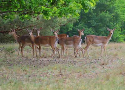 Damhert - Fallow Deer