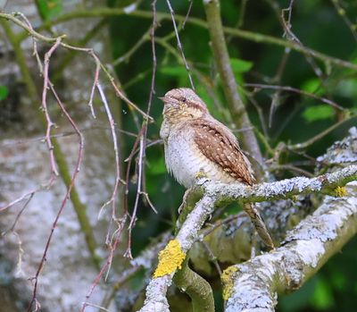 Draaihals - Eurasian Wryneck