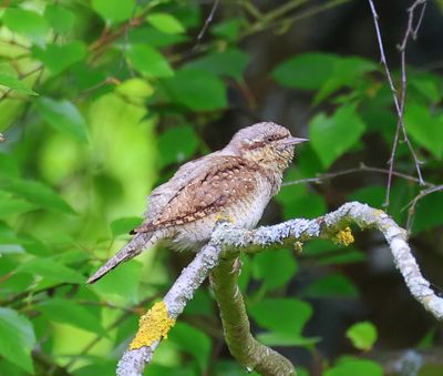 Draaihals - Eurasian Wryneck