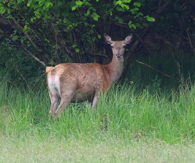 Edelhert - Red Deer