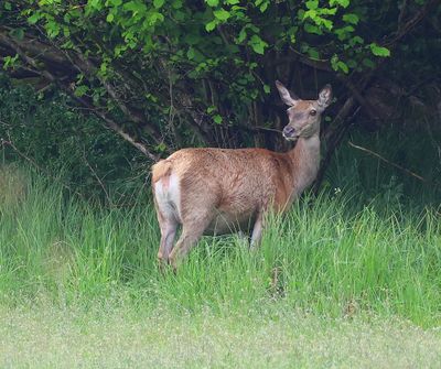 Edelhert - Red Deer