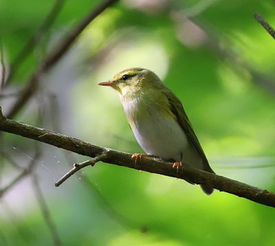 Fluiter - Wood Warbler