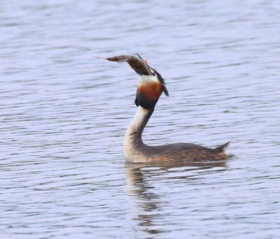 Fuut - Great Crested Grebe