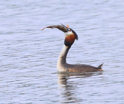 Fuut - Great Crested Grebe