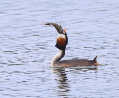 Fuut - Great Crested Grebe