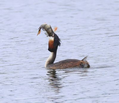 Fuut - Great Crested Grebe