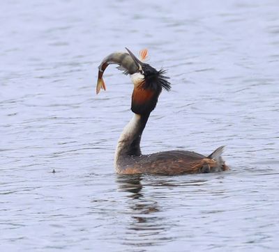 Fuut - Great Crested Grebe