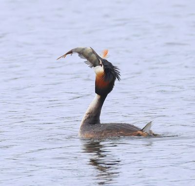 Fuut - Great Crested Grebe