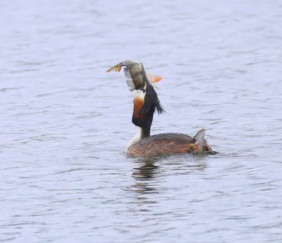 Fuut - Great Crested Grebe