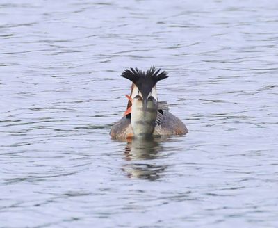 Fuut - Great Crested Grebe