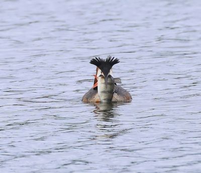 Fuut - Great Crested Grebe