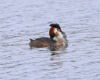 Fuut - Great Crested Grebe