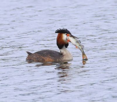 Fuut - Great Crested Grebe