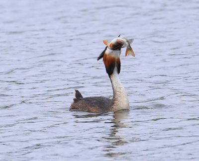 Fuut - Great Crested Grebe