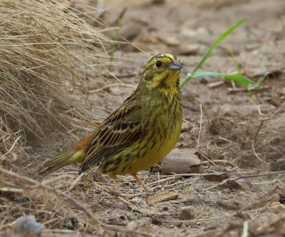 Geelgors - Yellowhammer