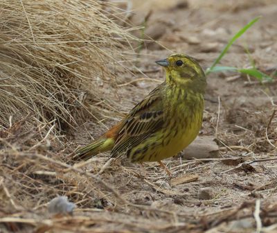 Geelgors - Yellowhammer